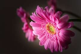 SomePro Stilleben Blume