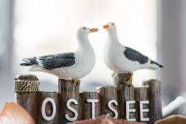 SomePro Stilleben Möve Ostsee